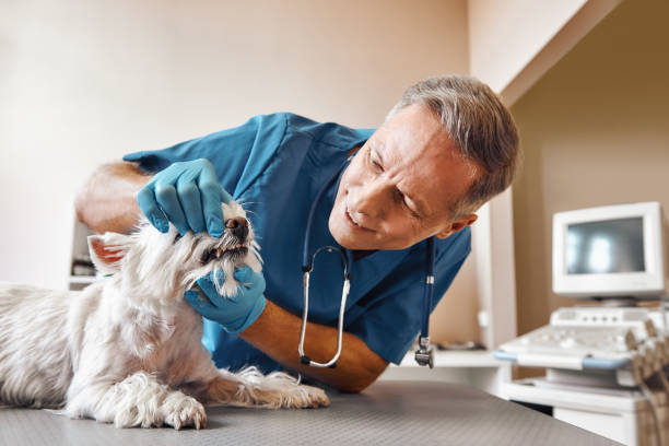  Las Vegas, NV Emergency Dentist Pros